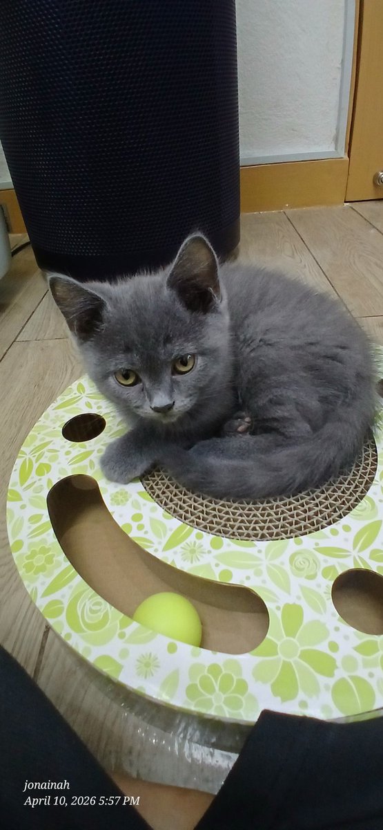 New pet,2mos old pa lang cya