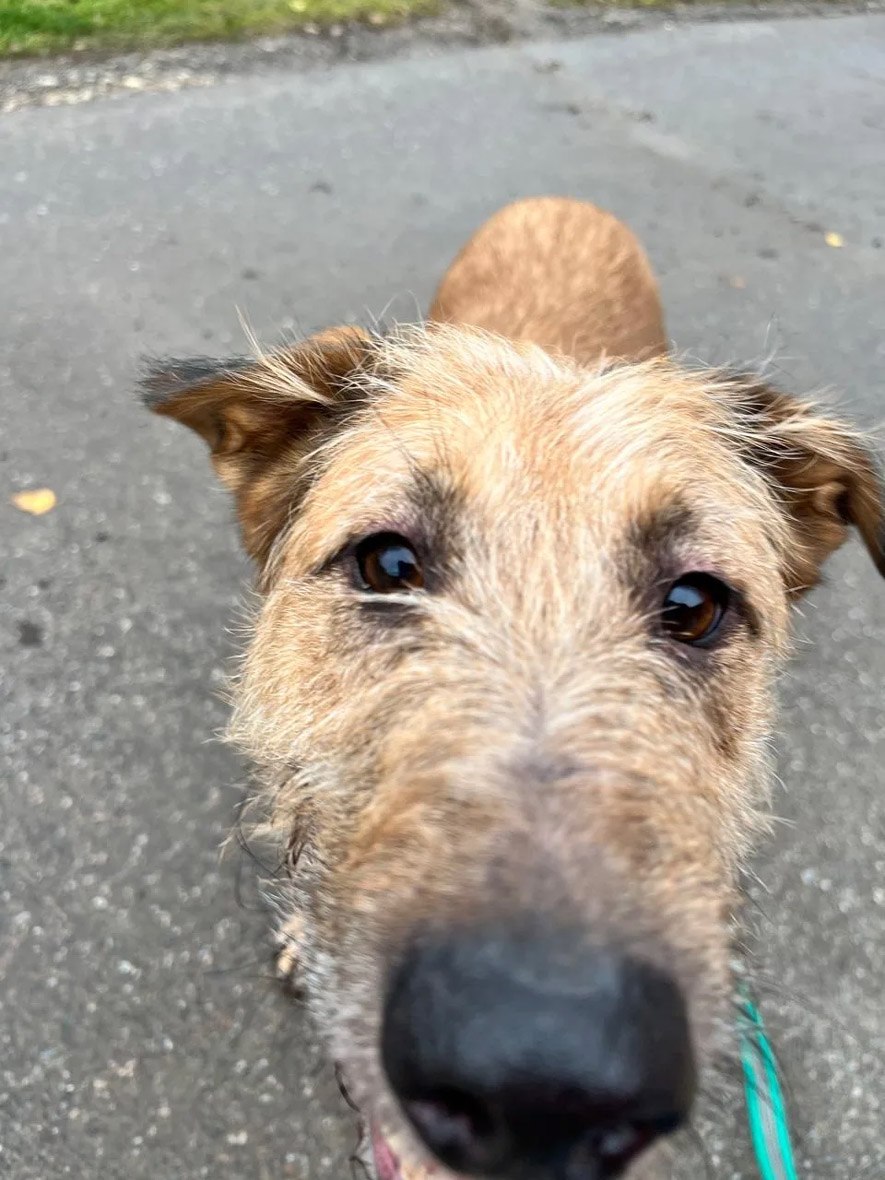 zverikivdar 🐶🐱 tweet media