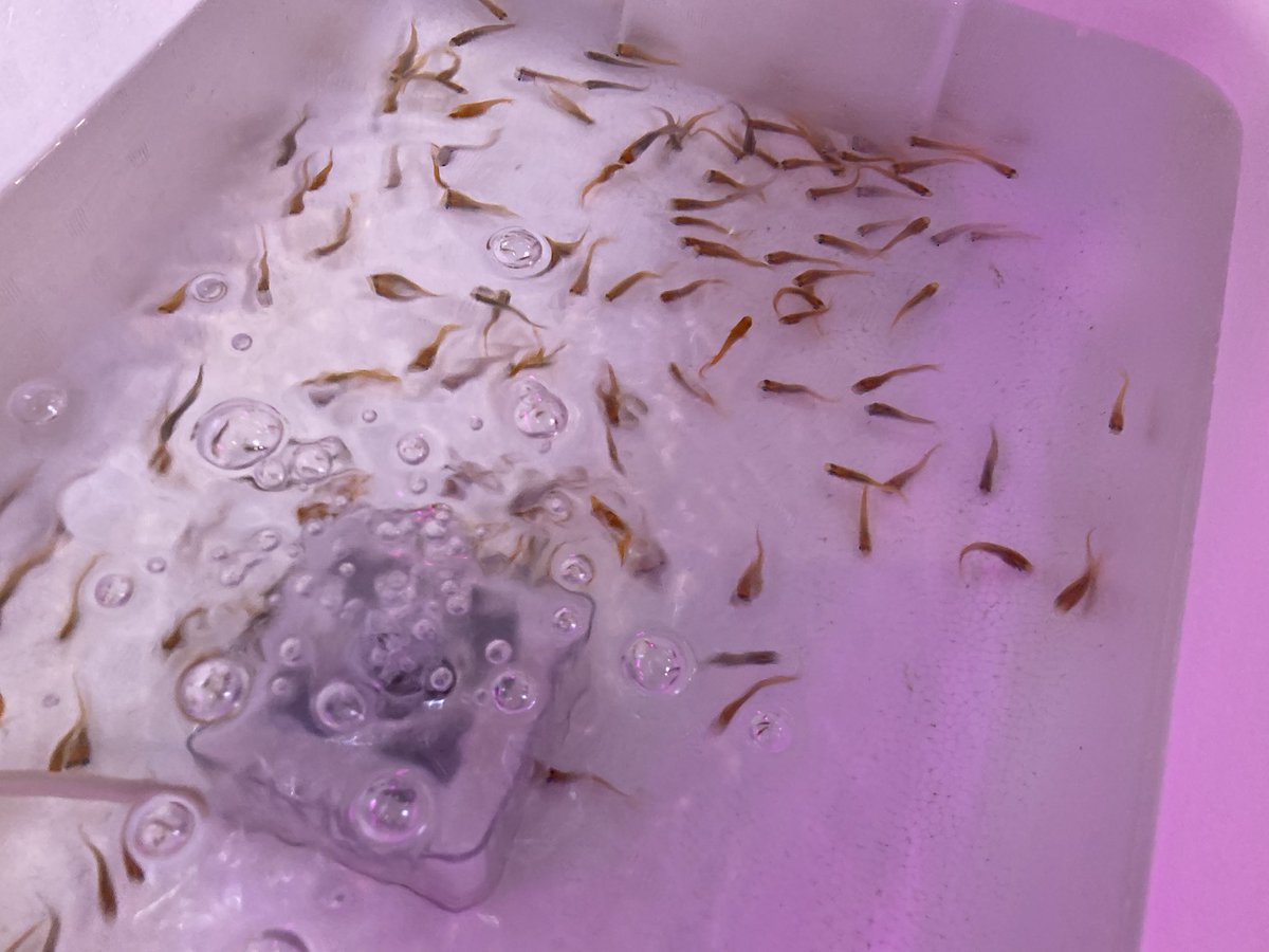 Aqua plus+ tweet media