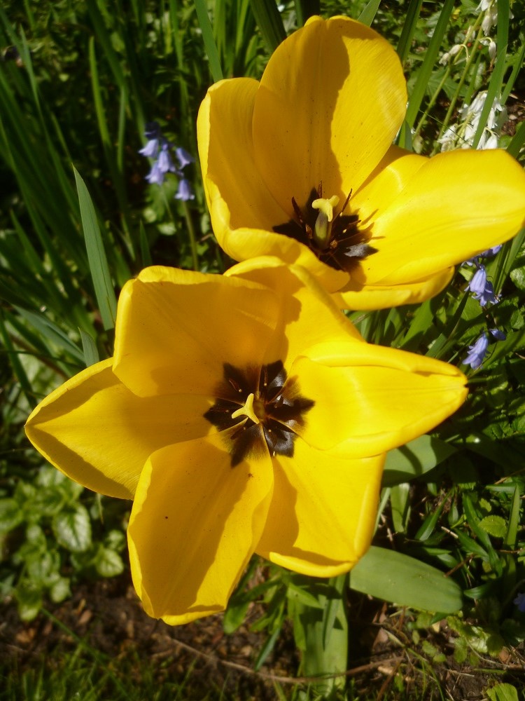 CommunityGdnsLondon tweet media