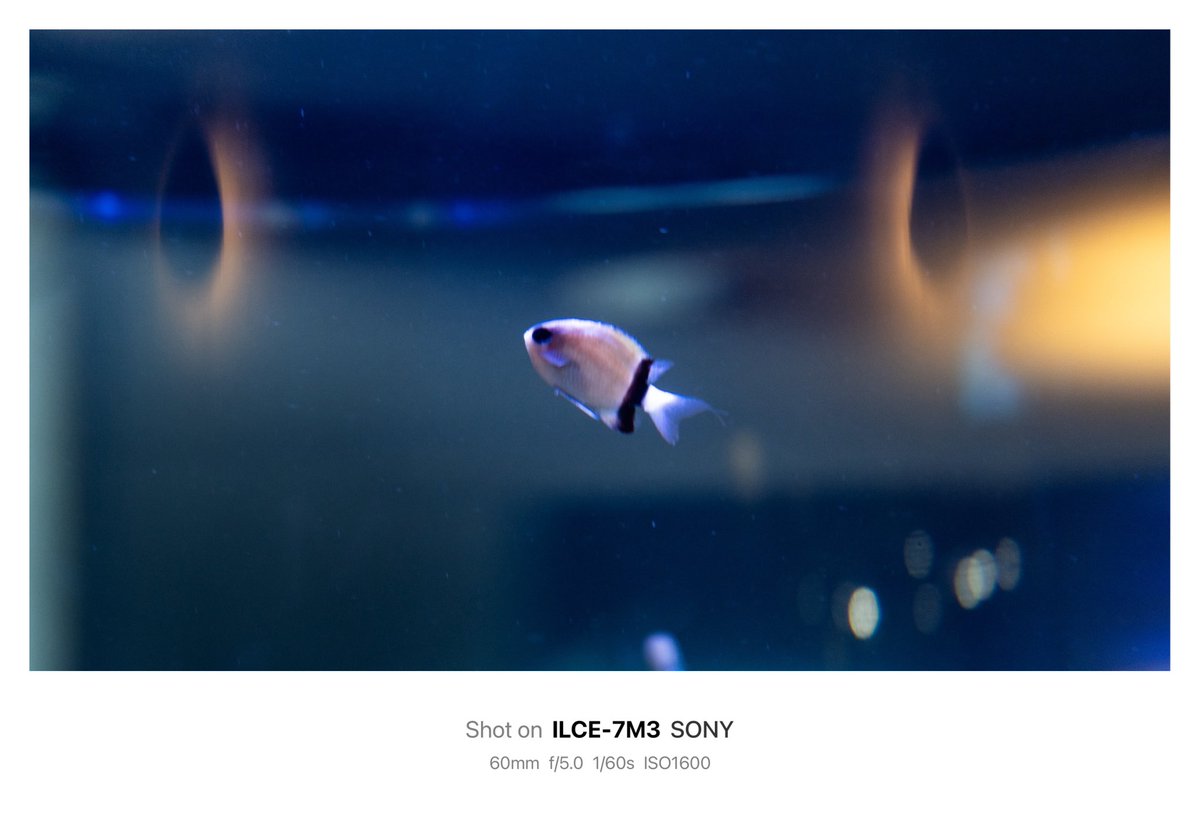 𝙆𝙄𝙍𝙄 tweet media