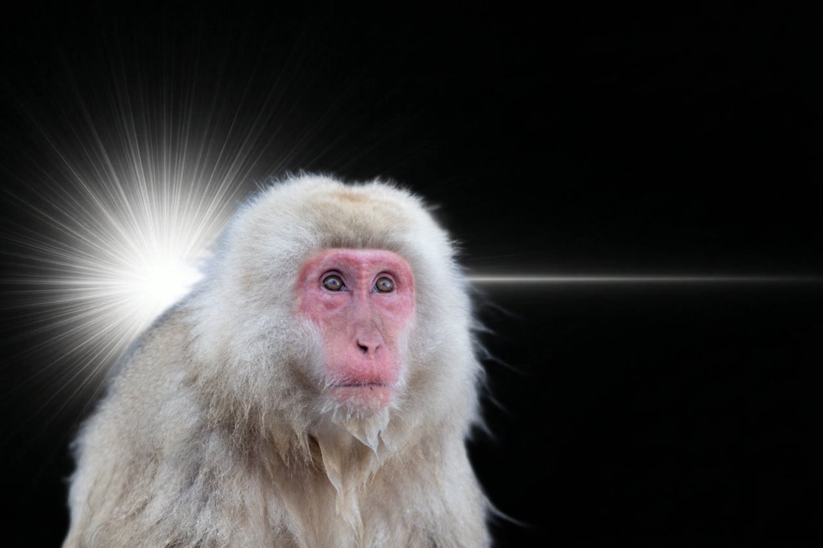 ニコル&バニラ.arw tweet media