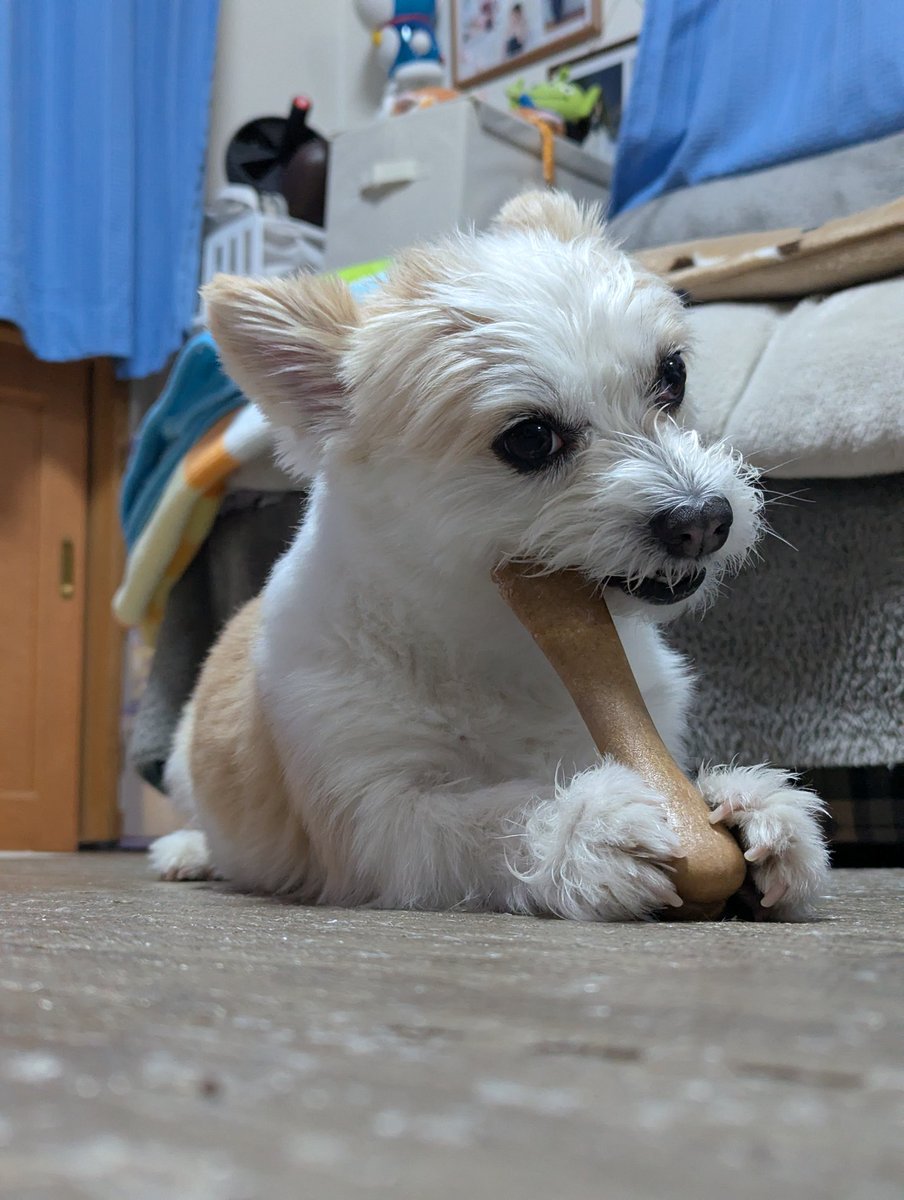 roku1143's tweet photo. 食欲旺盛ろくちゃん https://t.co/41ZabixmWQ