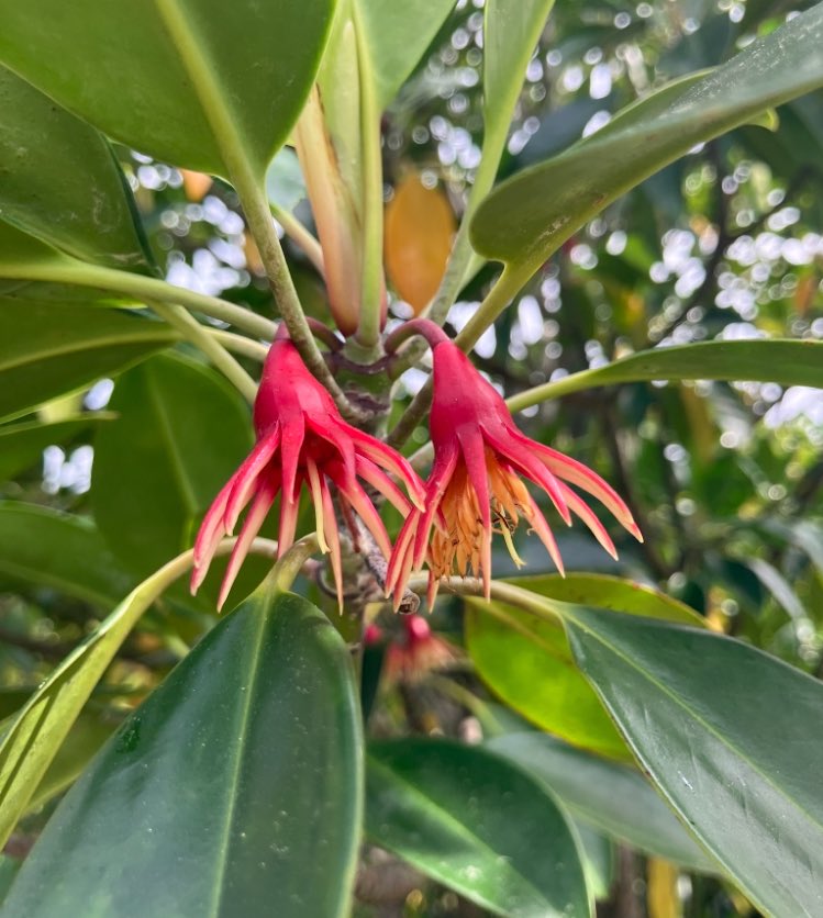 ヒムミャンコ tweet media