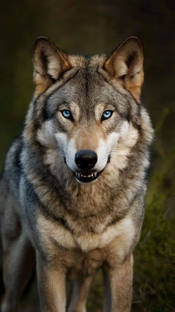 Hello Wolf Lovers🤍