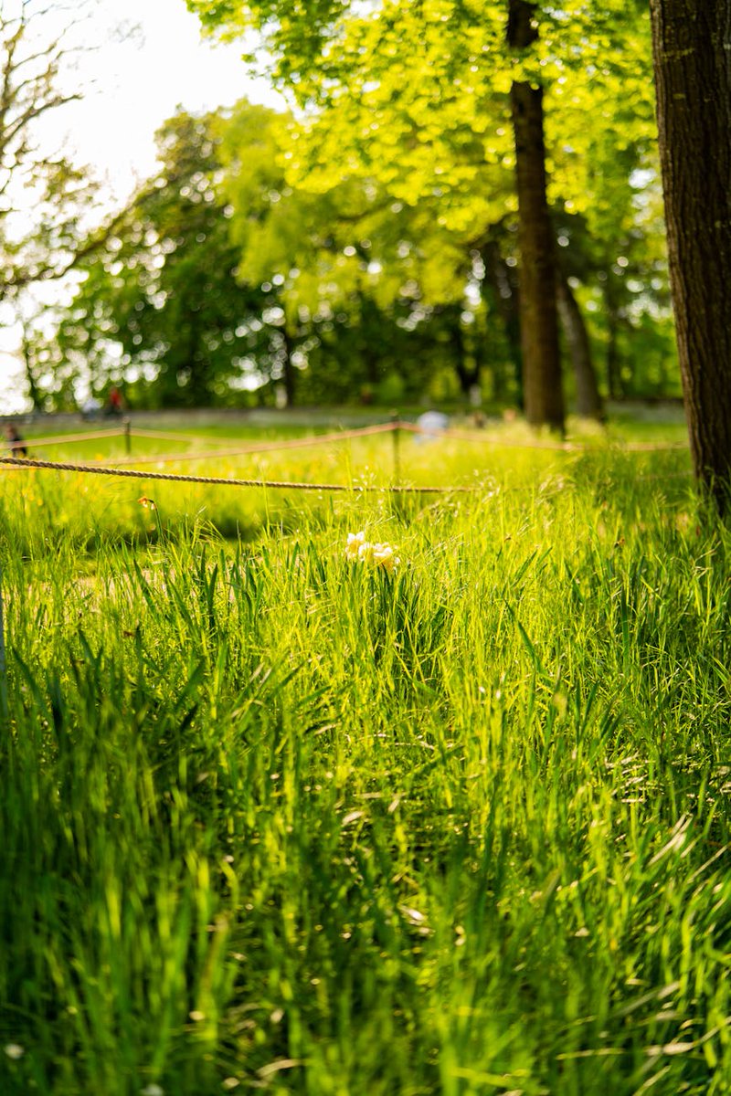 El verde después de la lluvia 🌿