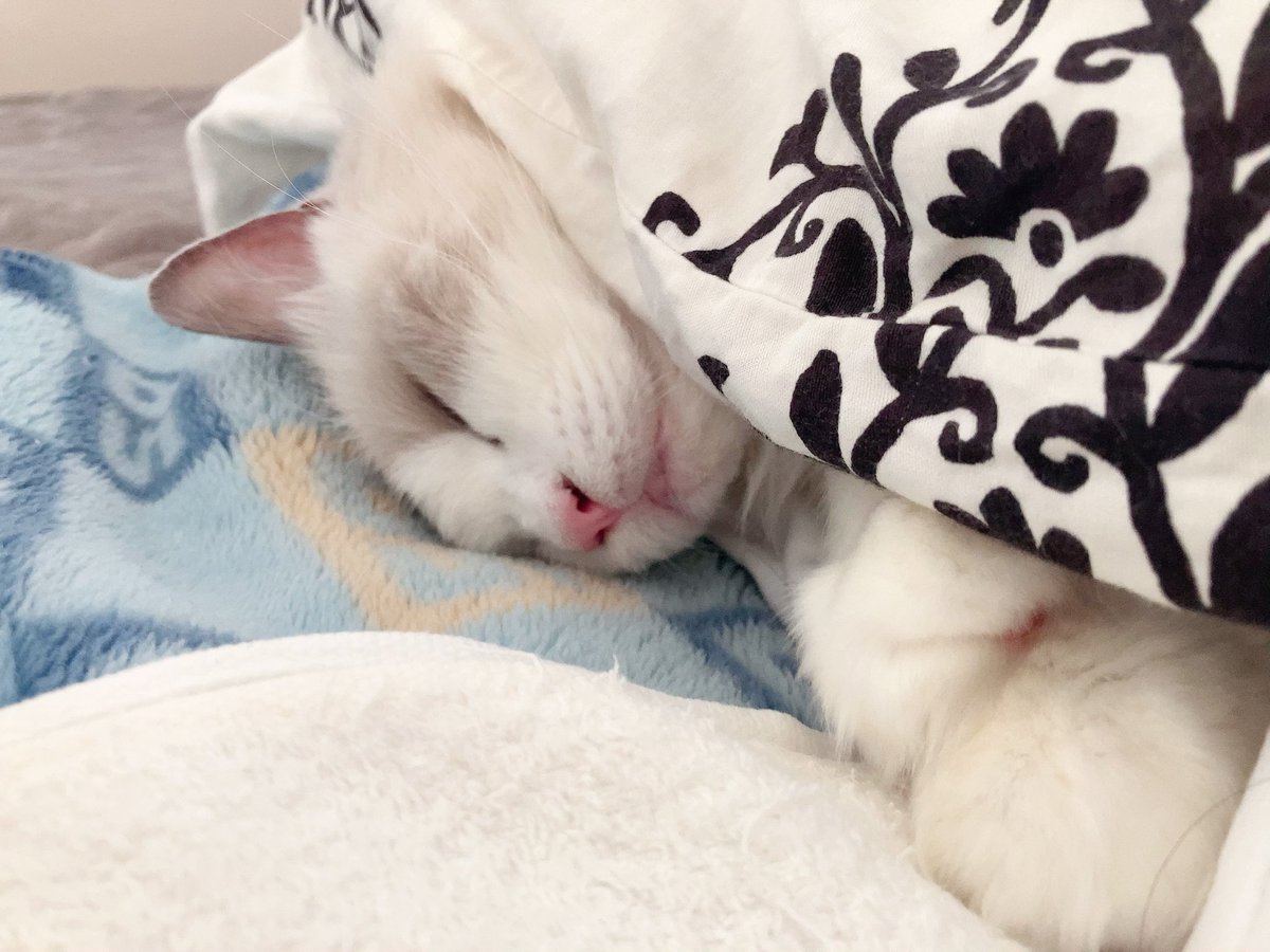 ことら🐾モフドール tweet media