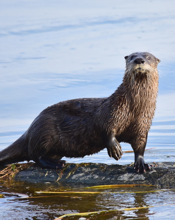 Buddhistdoor's tweet photo. BDG Feature: Dear Otter: A Letter on Complicity and Compassion
🔗 Read more: https://t.co/3ebuDes9on
#Buddhism #Animals #Wildlife #Maitri #Metta #Compassion #Benevolence #BuddhistPractice #LovingKindness https://t.co/ee8EhgyylV