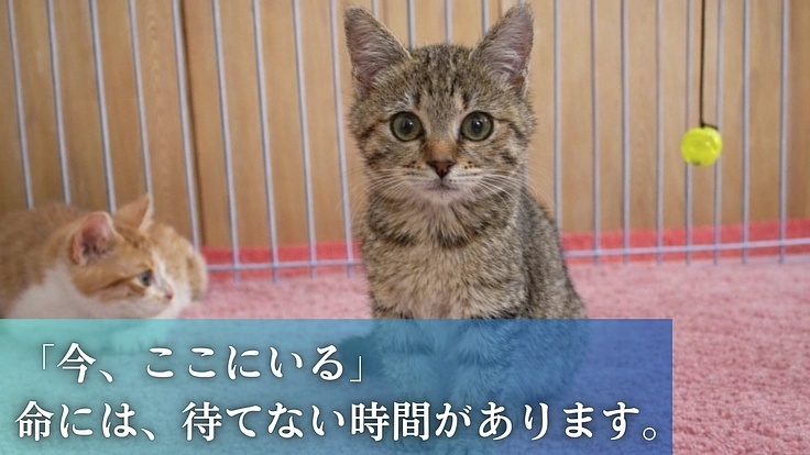 READYFOR(レディーフォー) tweet media