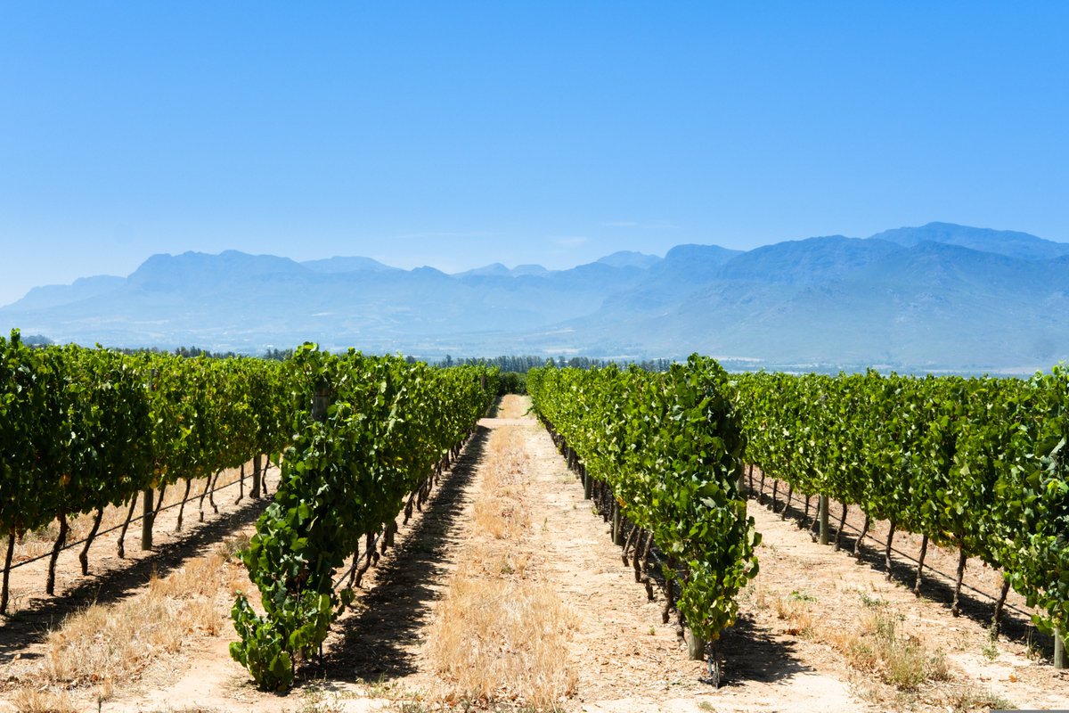 Union de Uniones tweet media