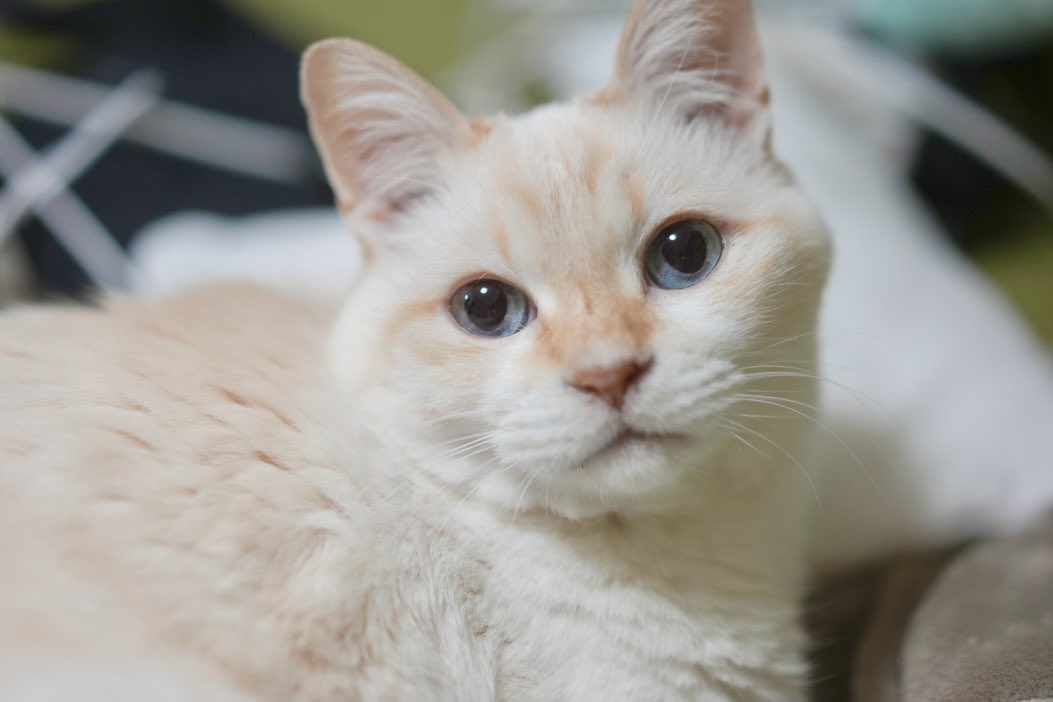 4匹の楽しいおうち tweet media