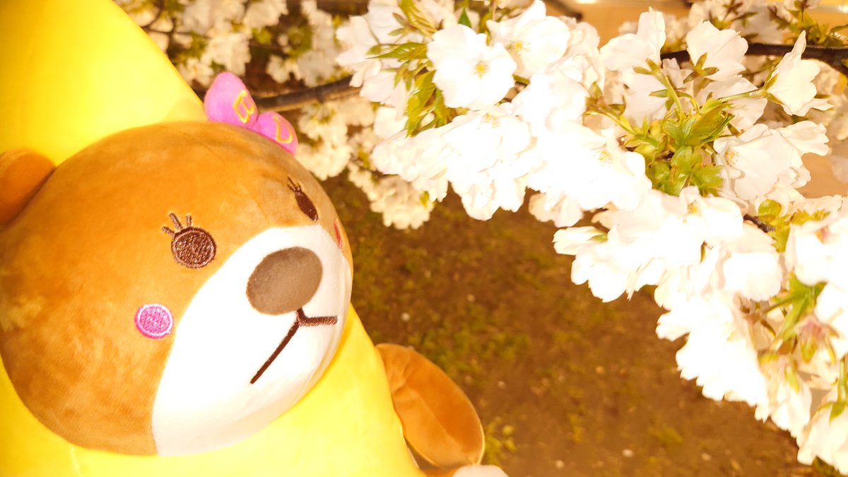 京都七条店長@BIGディッパー京都駅前🧸🍌 tweet media