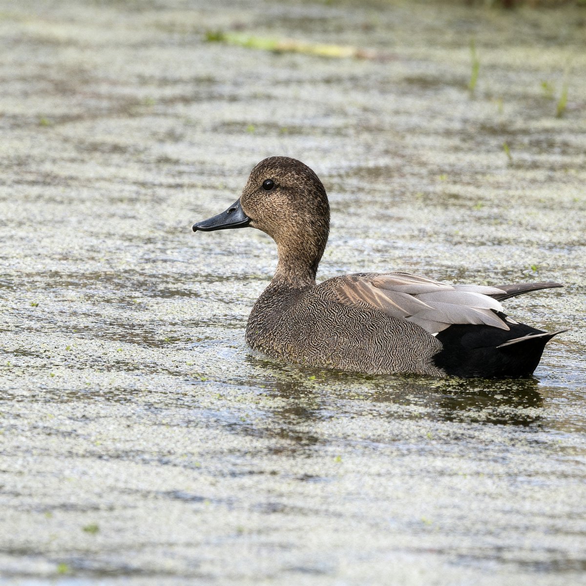 Henry Hintermeister tweet media