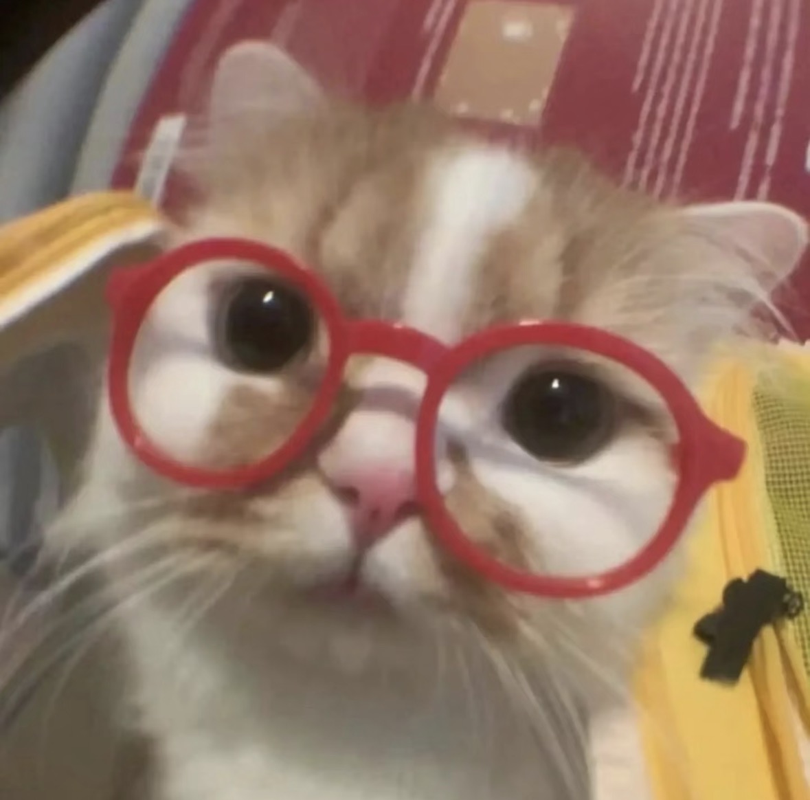 𝘼𝙤𝙞𝙬𝙖𝙮𝙨 tweet media