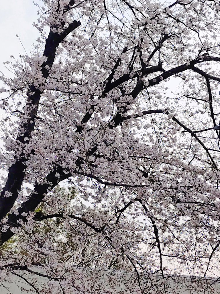 さくら🪄︎︎◝✩LumiereMagie tweet media