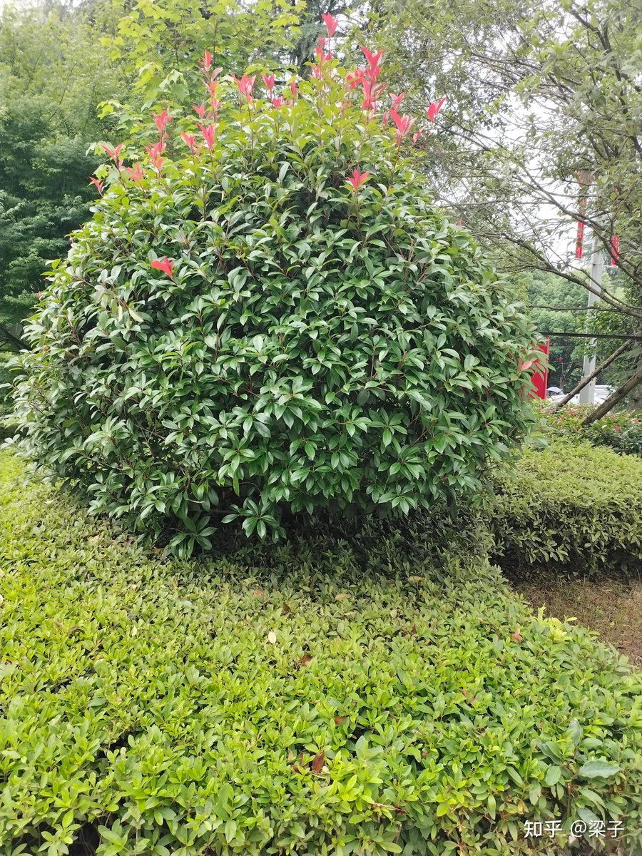 محل هدايا الرياض محل tweet media