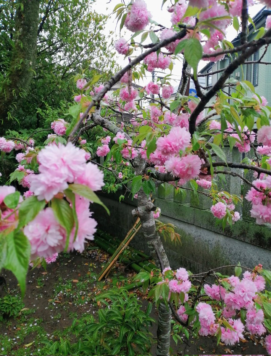 Kokagamiyo tweet media