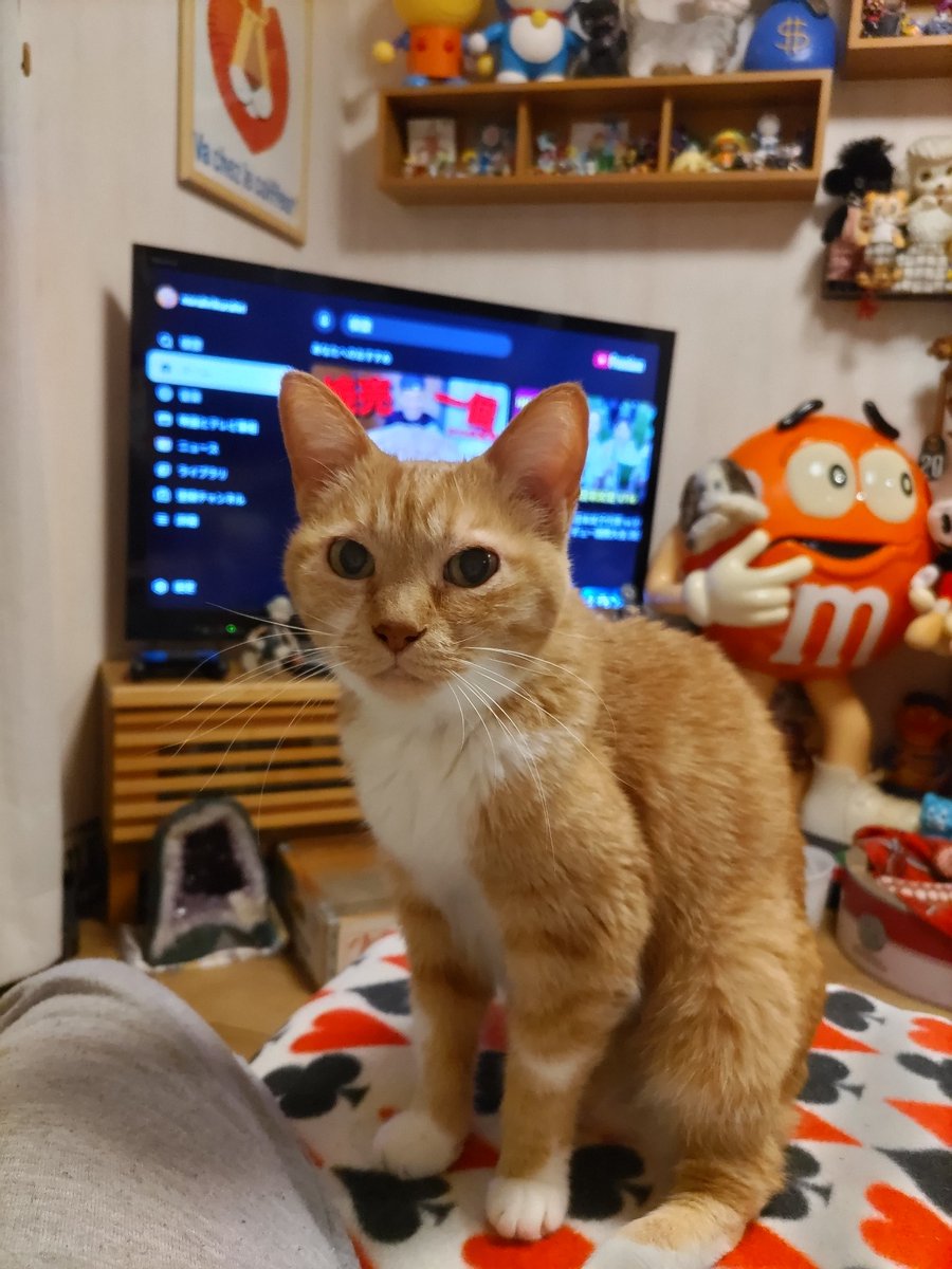 okaji26's tweet photo. 猫って、年を取っても老けるというより子猫にもどる感じで本当に愛おしい✨
そんな我が家のニャンコは今年で17歳になります🐈

#猫のいる暮らし
#猫好きさんと繋がりたい
#茶トラ白
#老猫 https://t.co/KhYWX9RVIE