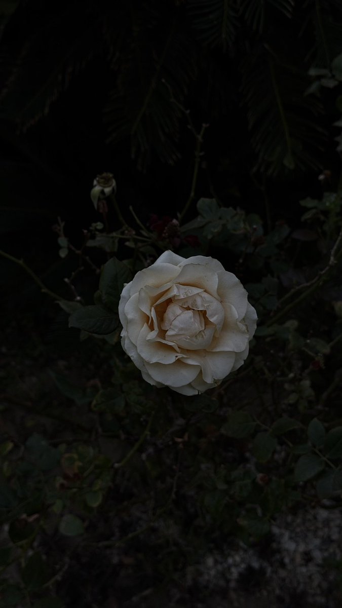 yamiato8's tweet image. قهوة الجمعة 🩶