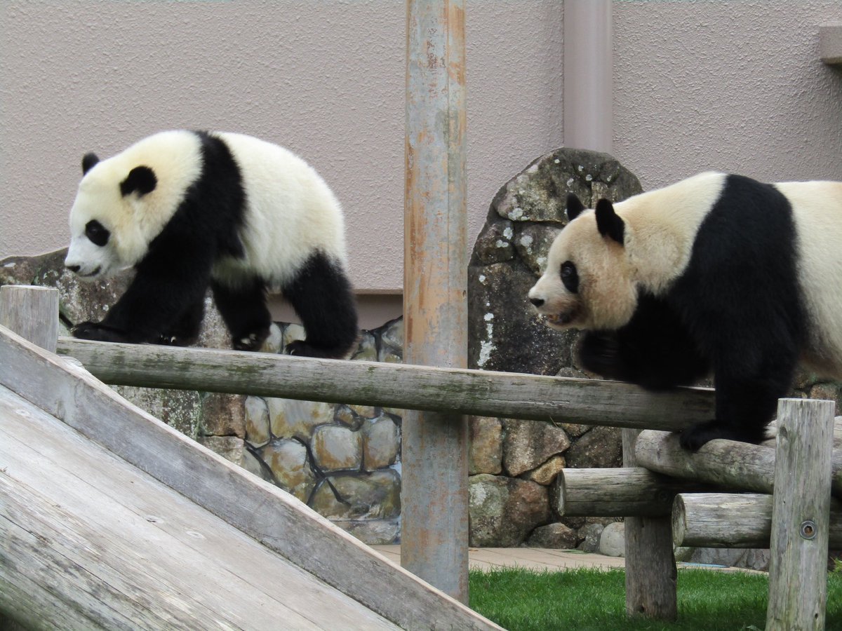 ちーじー🐼🌼 tweet media