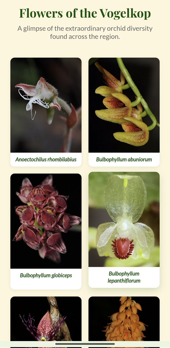 Kålåkêcipå tweet media