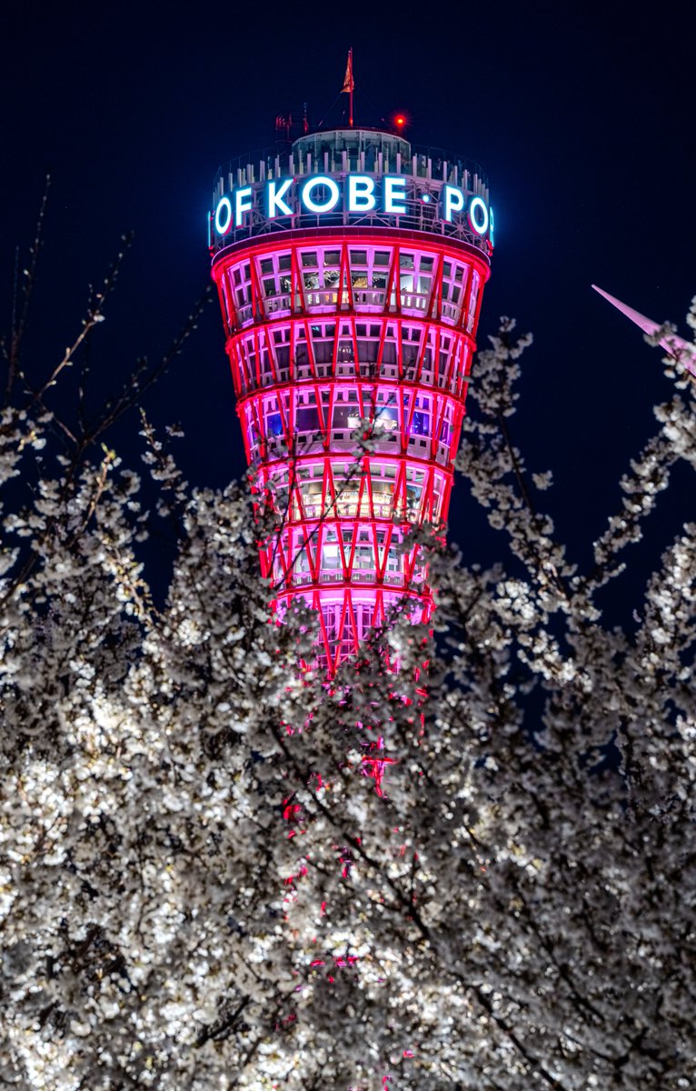 神戸ポートタワーのリニューアルは大成功ですね✨
今は桜色のライトアップの真っ最中。
桜との相性も抜群です🌸