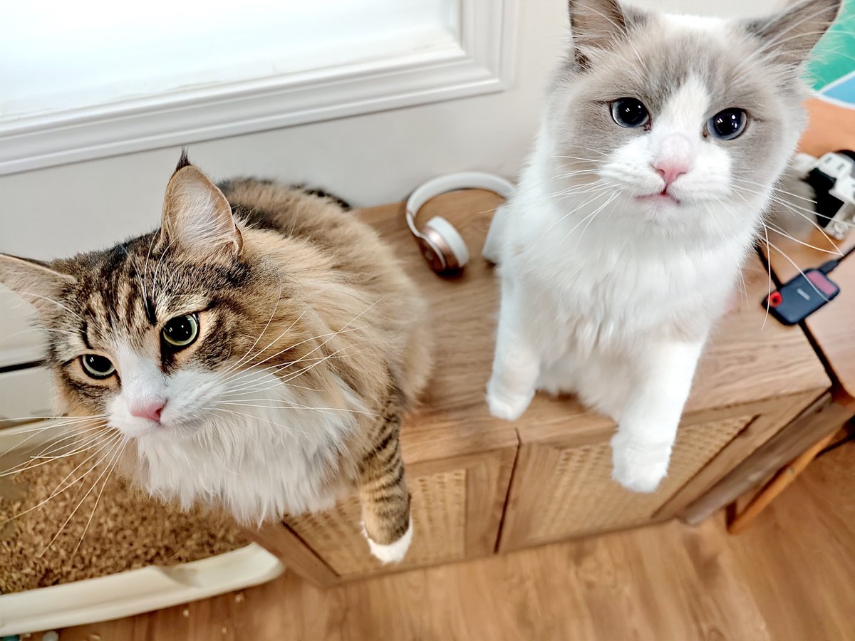 しろあん🐾でっかい北欧猫 tweet media