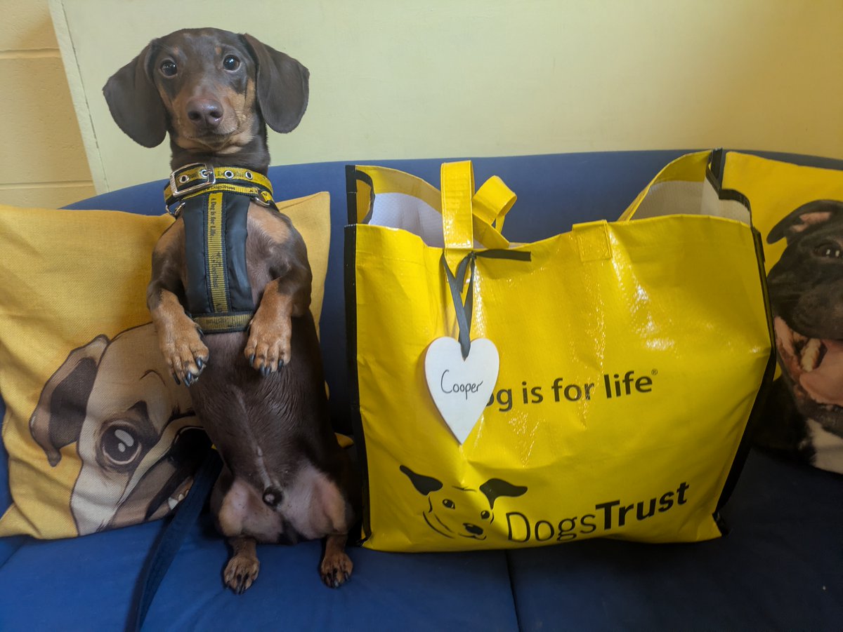 DogsTrust West Calder (Edinburgh) and Dundee tweet media