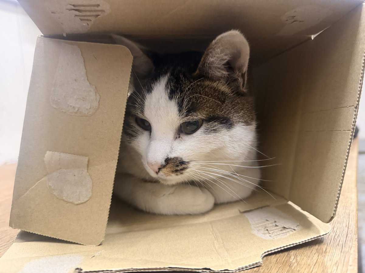 にぎはやみこはくぬし tweet media