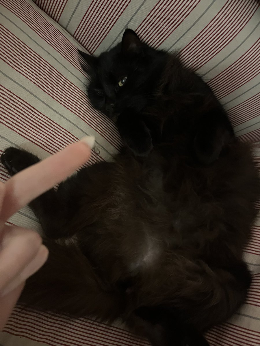 арина tweet media