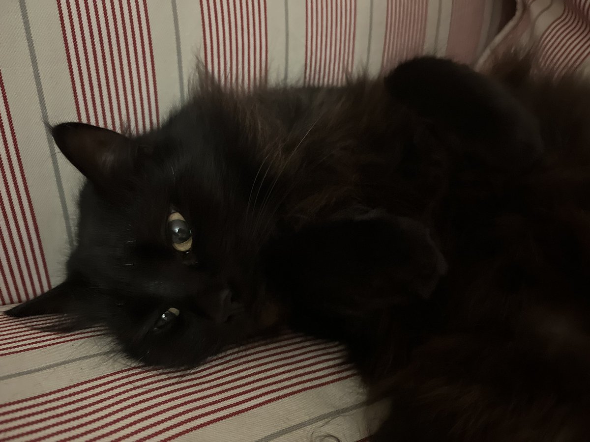 арина tweet media