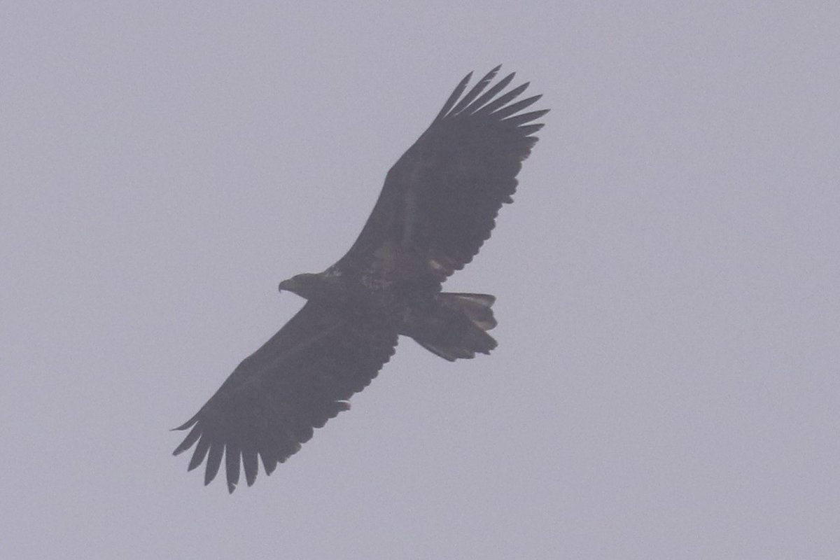 麻布学園生物部鳥班 tweet media