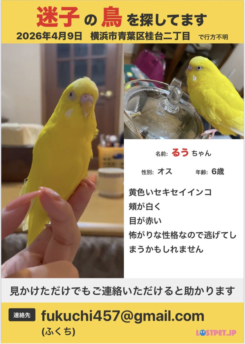 aki3006's tweet photo. 2026年4月9日横浜市青葉区桂台二丁目でセキセイインコを逃してしまいました

怖がりな性格で近づくと逃げてしまうかもしれませんが、ティッシュを振ると寄ってくる可能性があります
#迷子鳥 #セキセイインコ迷子 #迷子インコ

メール
fukuchi457@gmail.com https://t.co/lza4yh3COn
