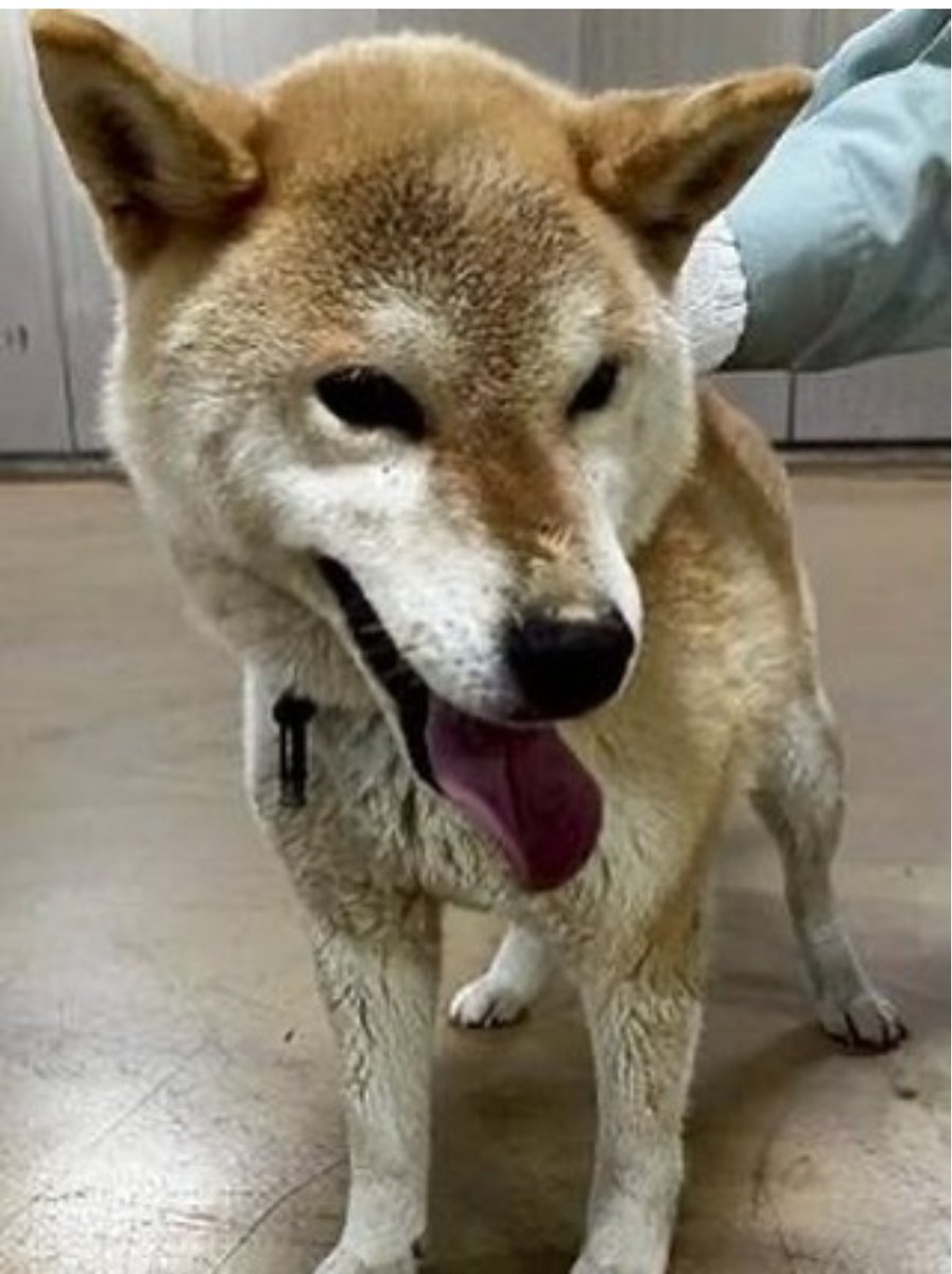 #拡散お願いします
迷い犬の飼い主さまを探しています
2026.3.31高松市香南町岡で保護

情報があれば至急ご連絡ください
宜しくお願いします
緊急連絡先08039256890オギタ
 #縁
 #動物愛護団体
 #保護犬
 #保護猫
 #迷い犬
 #迷い猫
 #犬猫ボランティア

instagram.com/p/DW8RncHFOHW/…