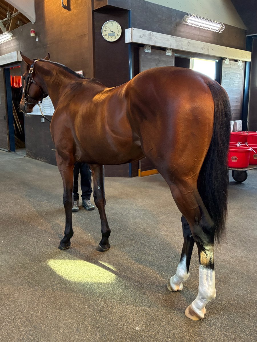 みんと^ↀᴥↀ^🌸🐎 tweet media