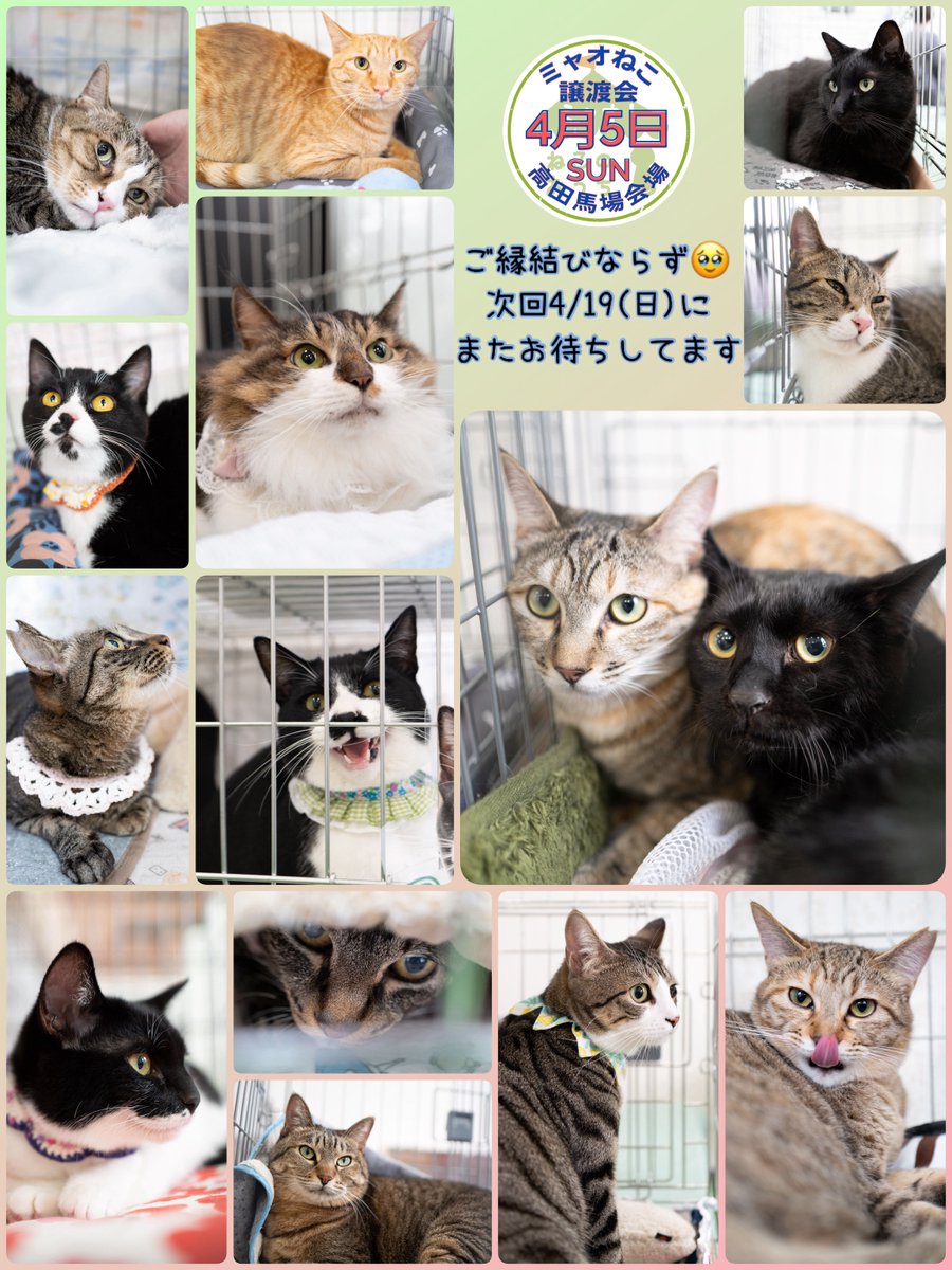 ミャオ！ねこのおうち【譲渡会・東京】 tweet media