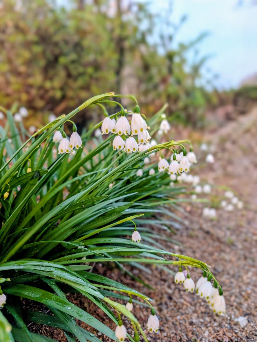 しのぶさん🐷🌸 tweet media