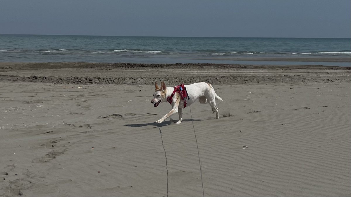 Stefano Piccioni tweet media