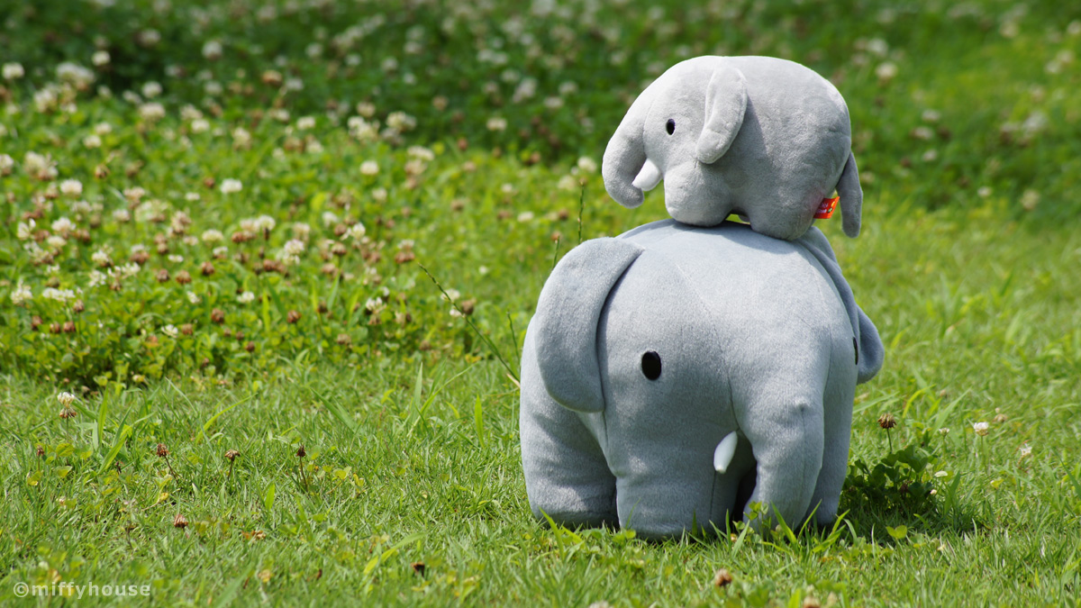 miffyhouse-ミッフィー専門店 tweet media