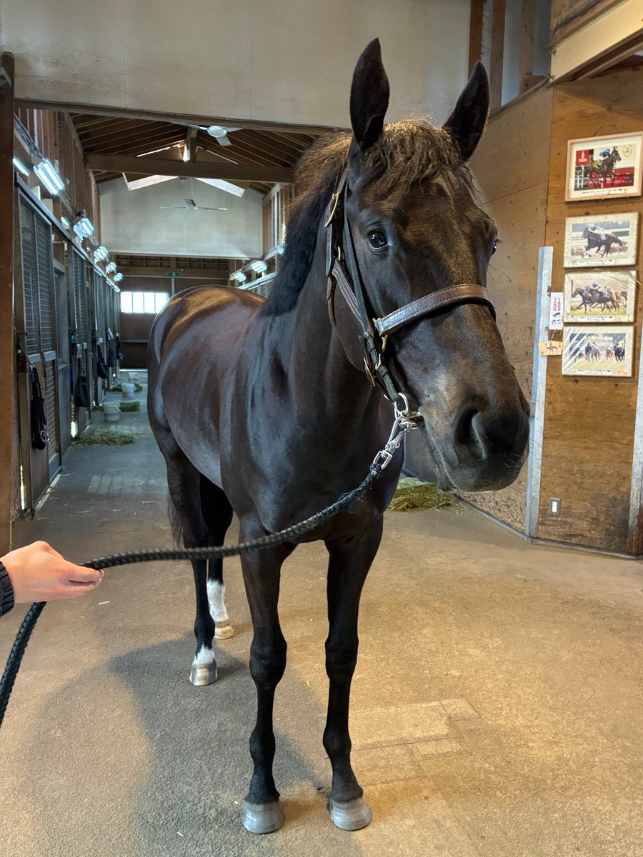 みんと^ↀᴥↀ^🌸🐎 tweet media