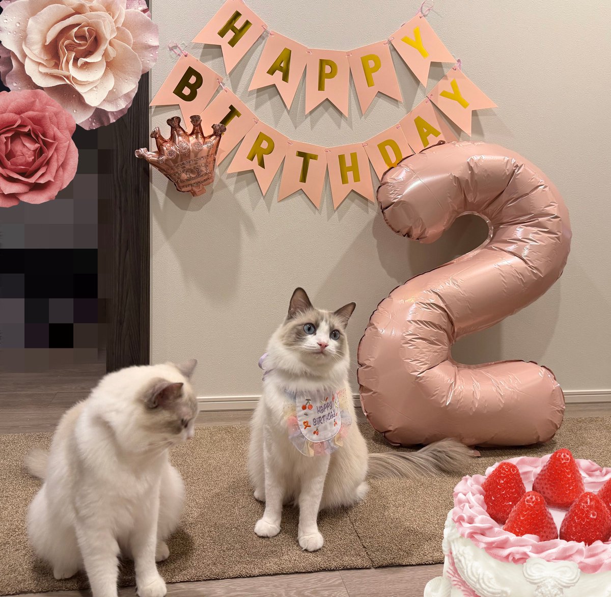 シェリー＊ルル＊ラグドール tweet media