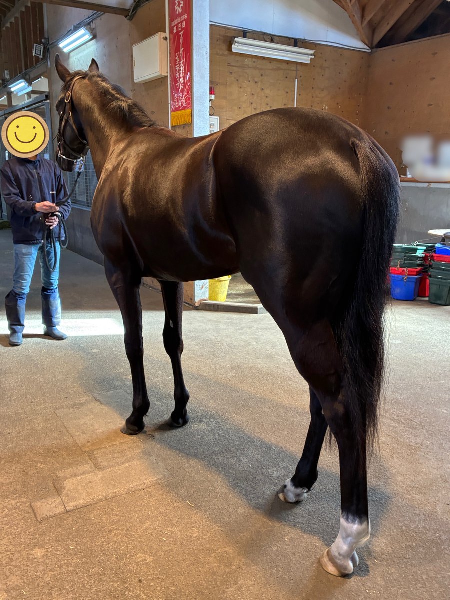 みんと^ↀᴥↀ^🌸🐎 tweet media