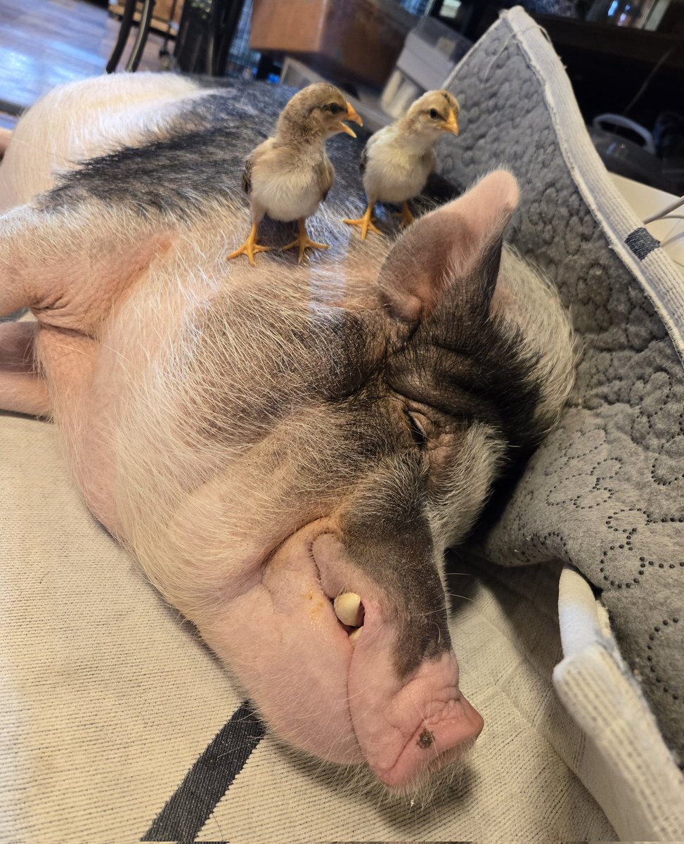 爬虫類専門店【𝙳𝙸𝚉𝚉𝚈 𝙿𝙾𝙸𝙽𝚃】東京第002225 tweet media