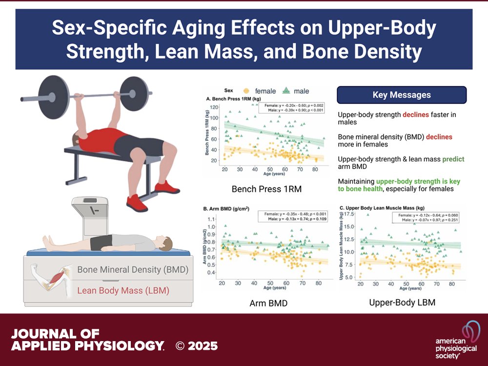 Omid_HopeUni's tweet image. Sex differences in upper-body strength, lean mass, and bone density across the adult lifespan

✅upper-body strength declines more rapidly in males &amp;gt; females with age
✅upper-body strength &amp;amp; lean mass predict arm bone mineral density
#strength #muscle

journals.physiology.org/doi/full/10.11…