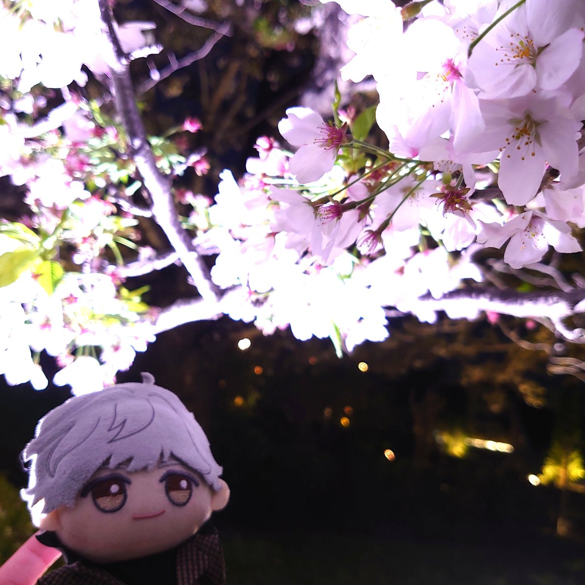 やっと桜見に行けた🌸