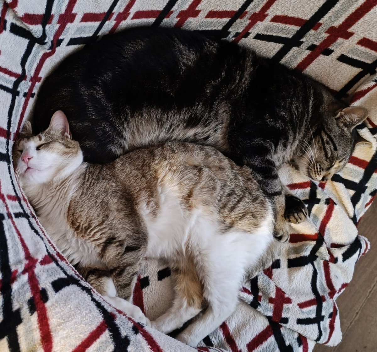 Блекtor tweet media