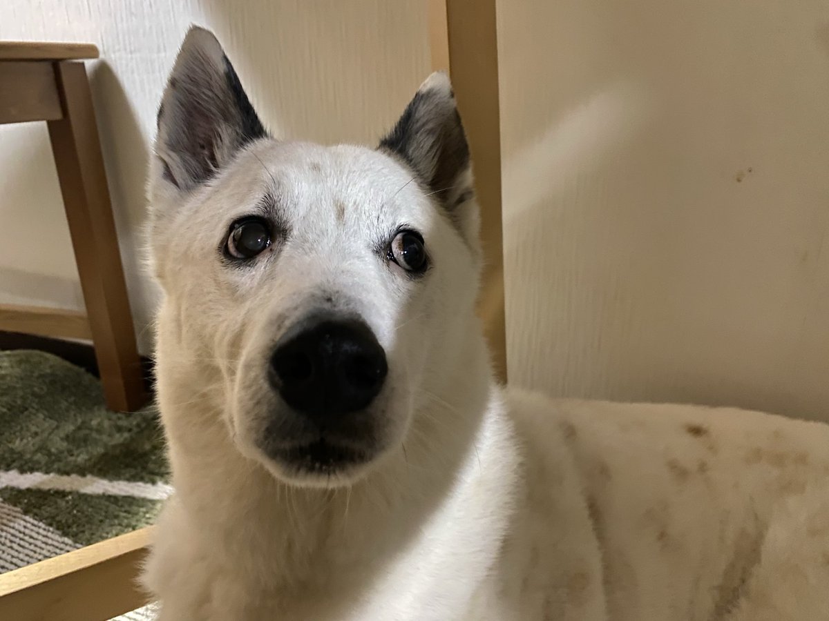 力工ルちゃん犬を飼う（猿） tweet media