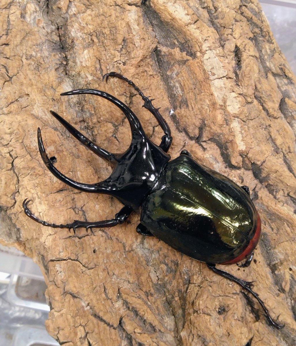 カブトクワガタ専門店 かぶとくわがたの基地 ユウタン tweet media