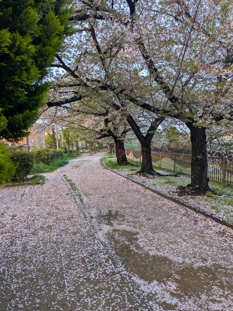 1967_jpn's tweet photo. #Japan #Osaka #桜 
今日の雨で  ほとんどの桜🌸が
地面をピンク色に染めながら
散りました
また来年ですね😢 https://t.co/YmO16TN0u5
