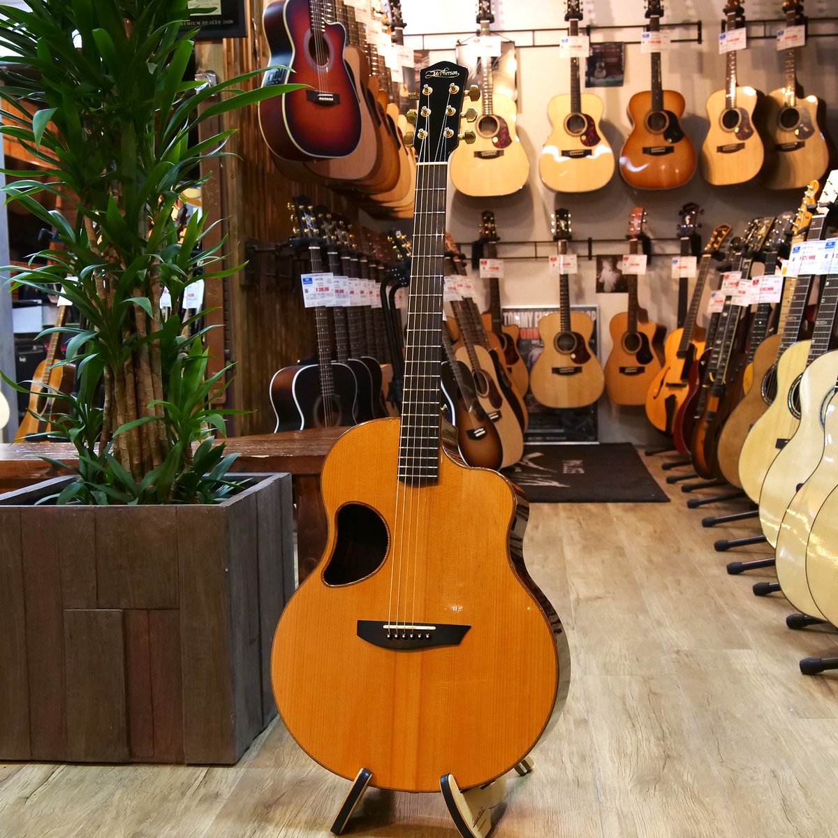 ドルフィンギターズ tweet media